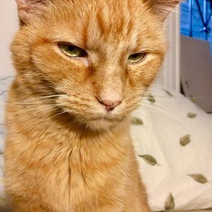 Meet your Posher, Frances